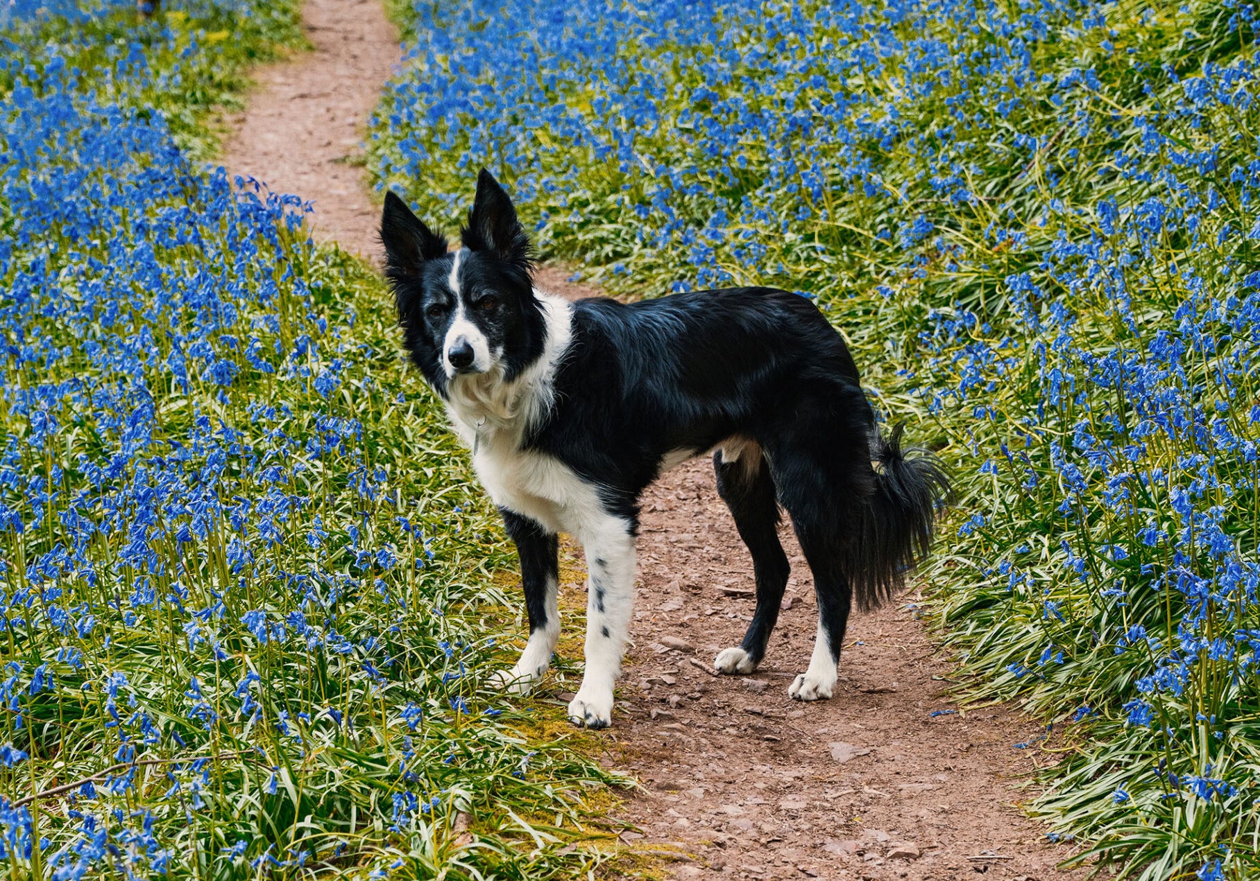 Dog Friendly Weekend