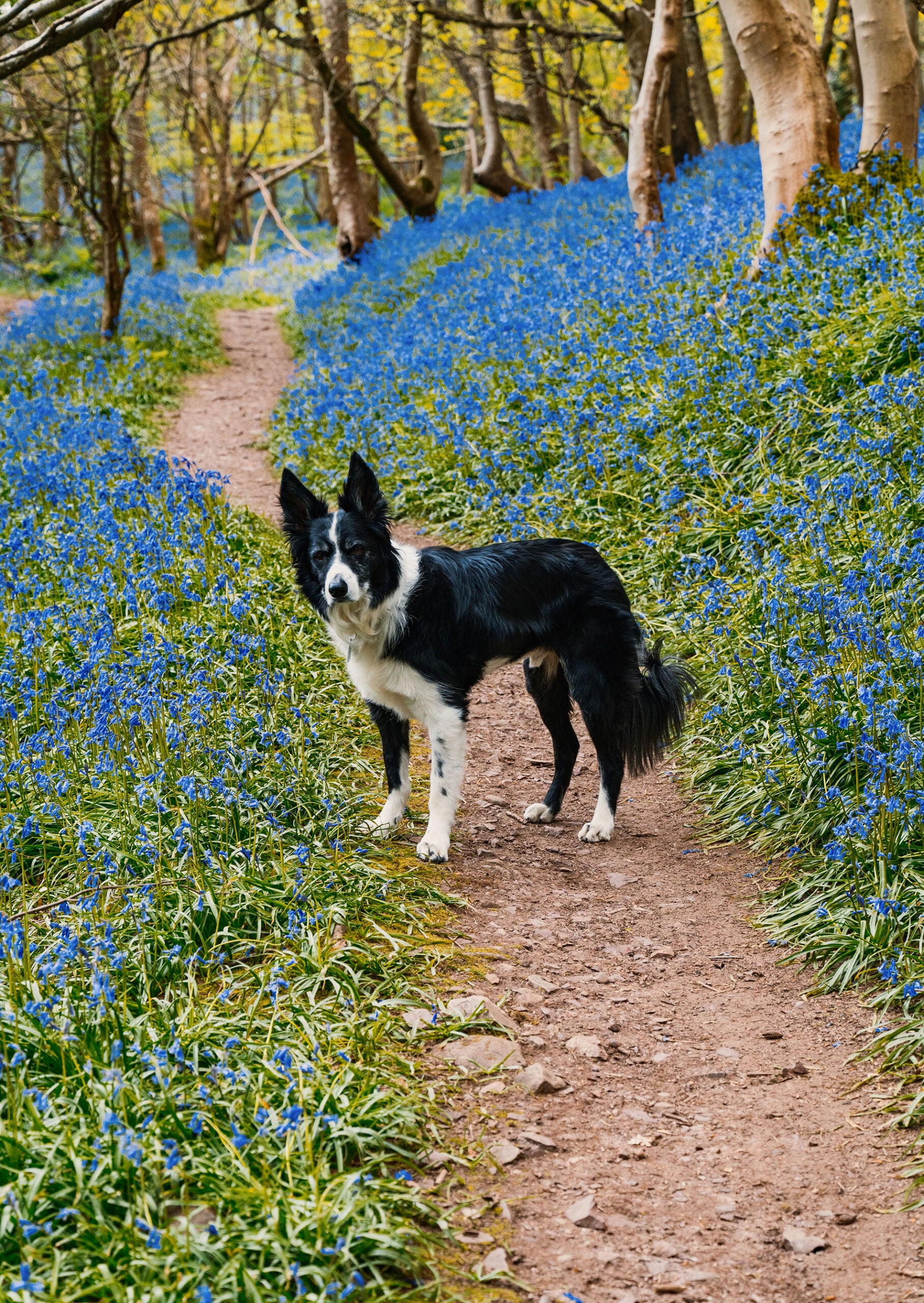 Dog Friendly Weekend