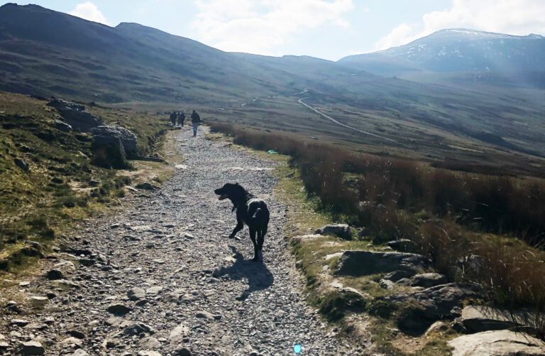 SNOWDON - Dog friendly