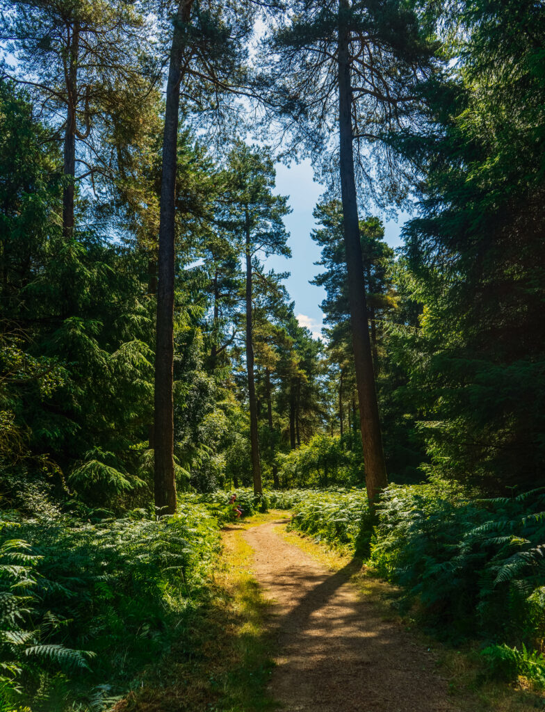 Accessible Places to Visit in Yorkshire: Dalby Forest